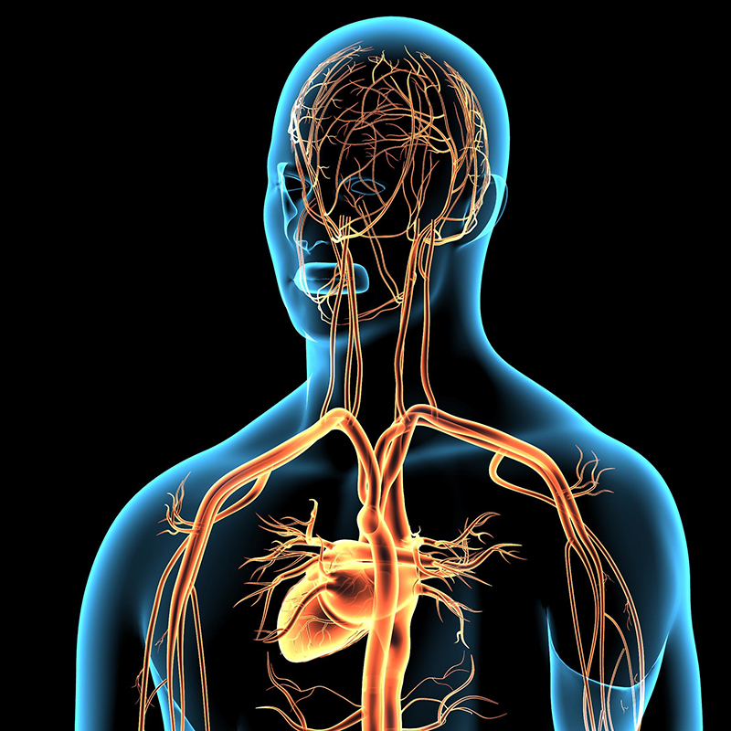 Darstellung eines menschlichen Oberkörpers mit Gehirn, Herz und Gefäßen  