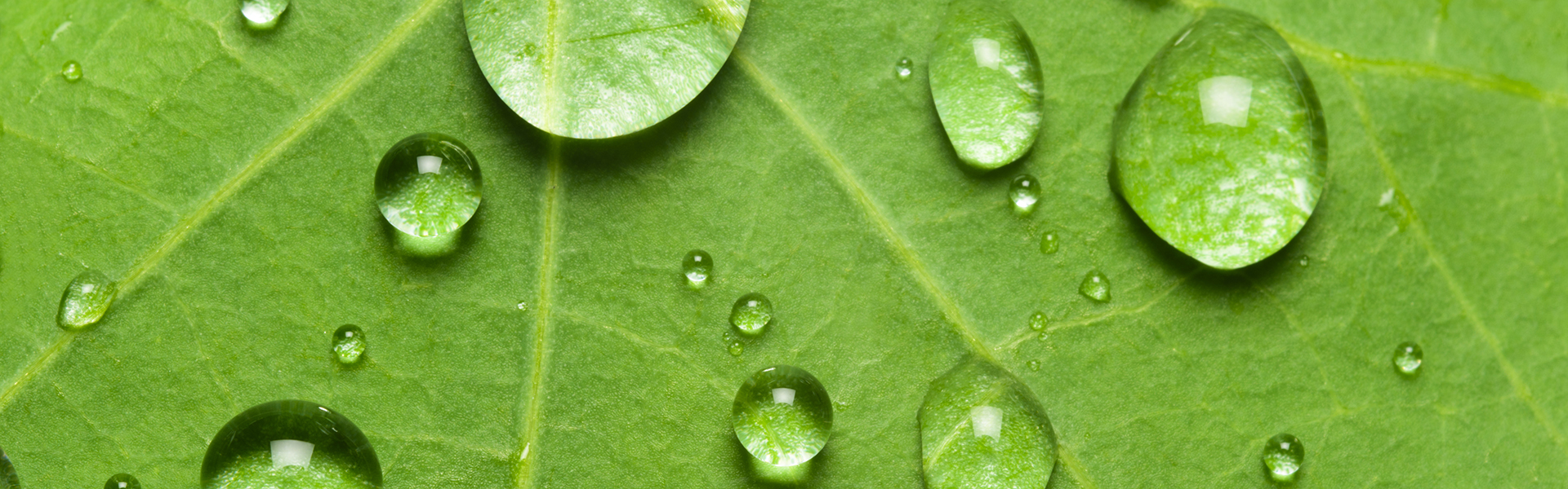 Nahaufnahme des Lotuseffektes bei einem grünen Blatt