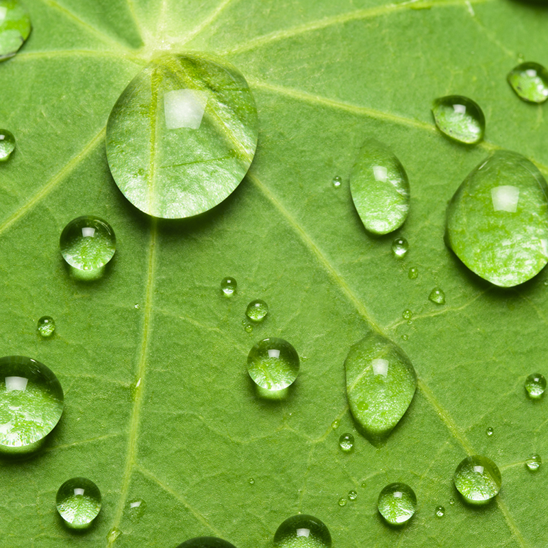 Nahaufnahme des Lotuseffektes bei einem grünen Blatt  